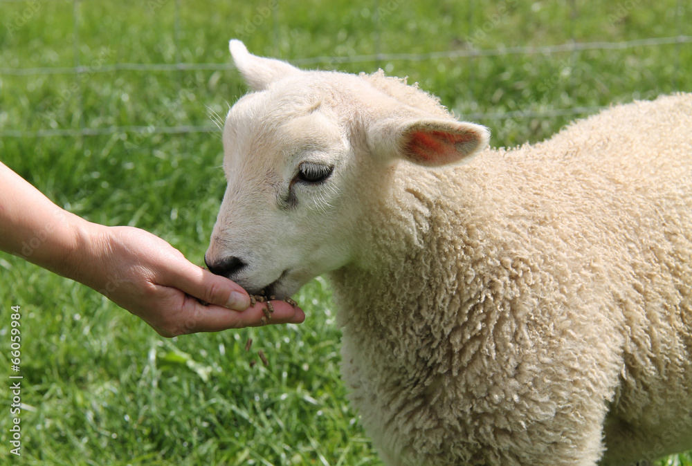 Obraz premium A Small Baby Lamb Being Fed by Hand.