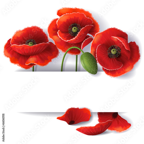 Fototapeta Naklejka Na Ścianę i Meble -  Red poppy flowers