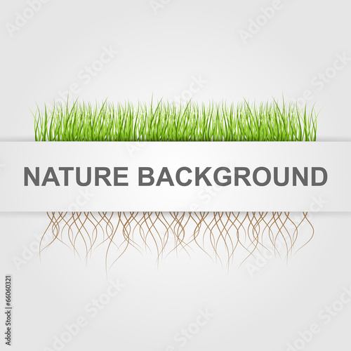 Abstract nature background. Green grass.
