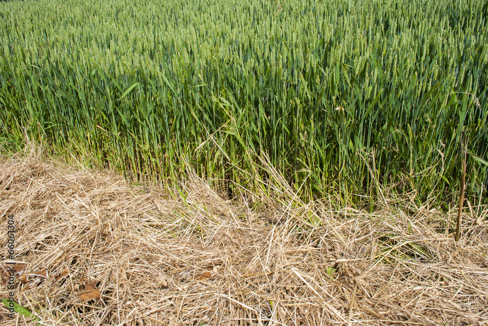 Fototapeta premium Hay and Grain