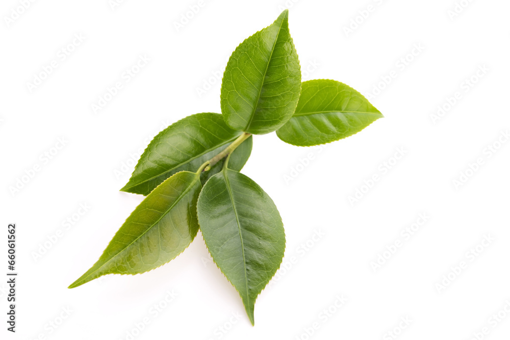 fresh tea leaves isoalted on the white background