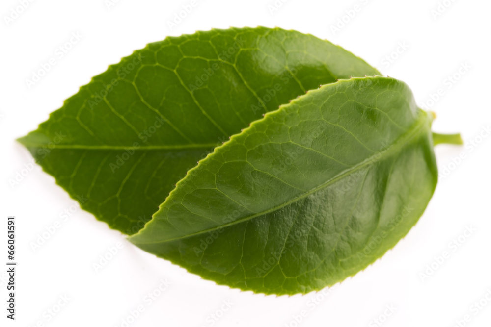 fresh tea leaves isoalted on the white background fresh tea leaves isoalted on the white background