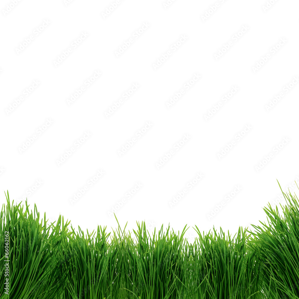 Fototapeta premium green grass isolated on white background