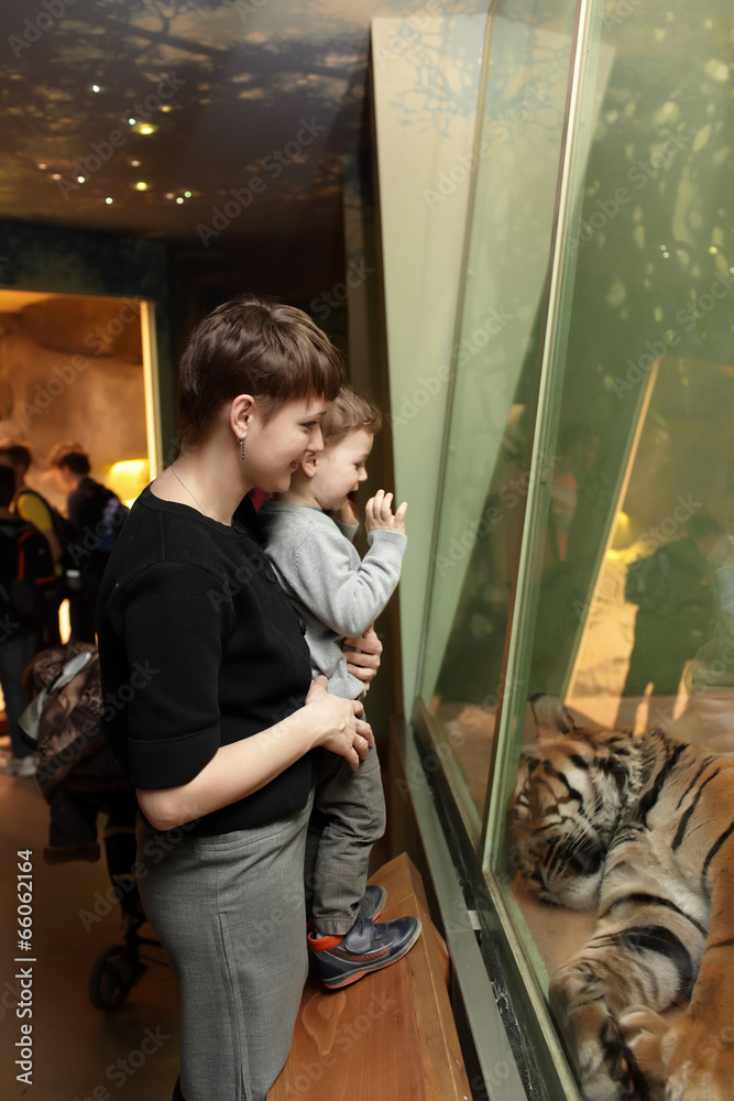 Family looking at tiger