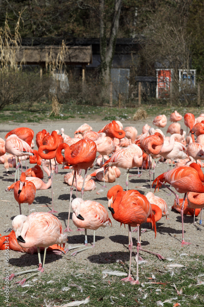 Obraz premium Pink flamingos