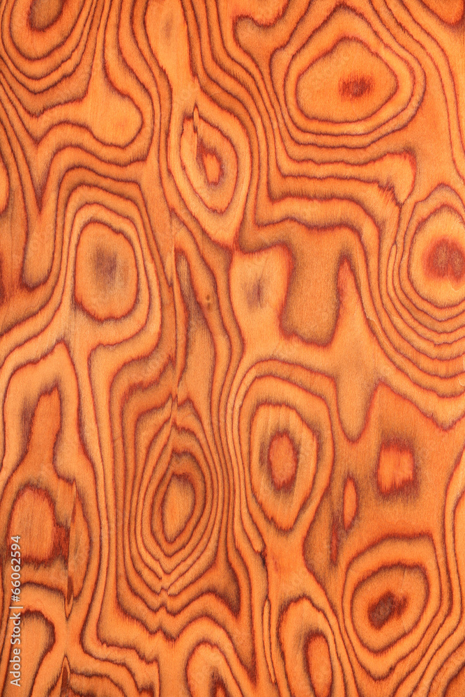 Obraz premium texture of root oak, wood texture , natural rural tree backgroun