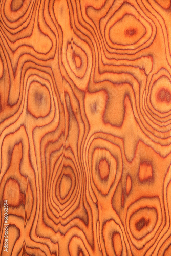 texture of root oak, wood texture , natural rural tree backgroun