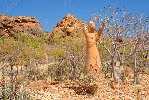 Socotra photo