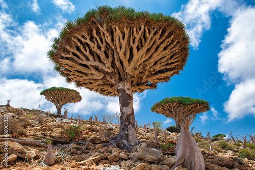 Socotra Homhil dragon tree