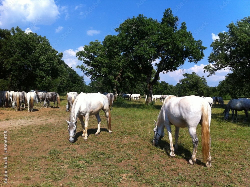 Obraz premium Lipizzaner horses