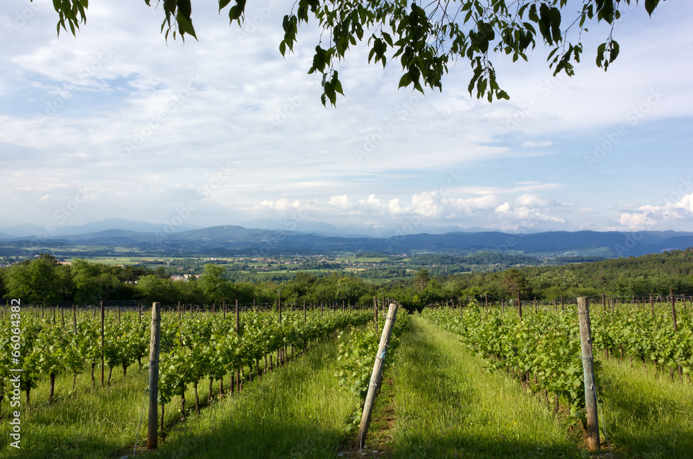 Rural Landscape with Vineyard in the Foreground Rural Landscape with Vineyard in the Foreground