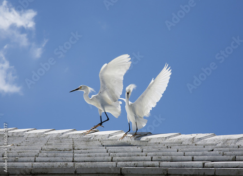 white snow egrets fight on the roof