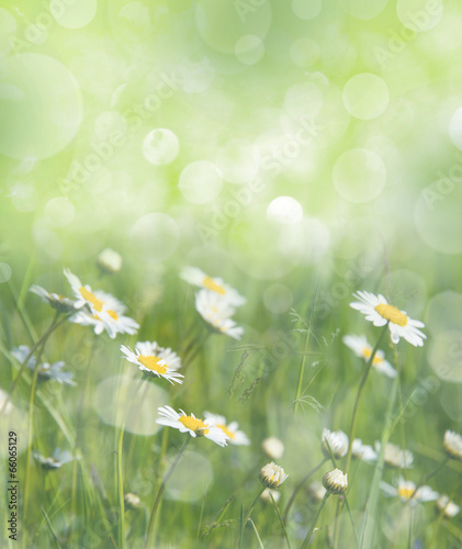 flowering grass in detail