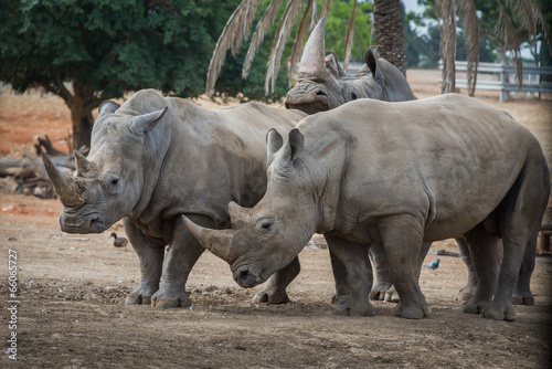 Rhinos in safari Ramat-Gan