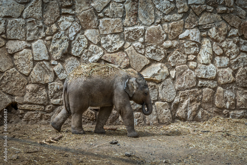 Fototapeta premium Baby elephants in safari Ramat-Gan