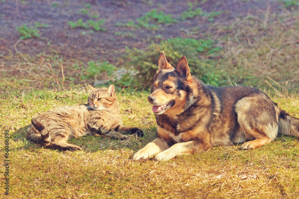 Cat and dog have a rest on the grass