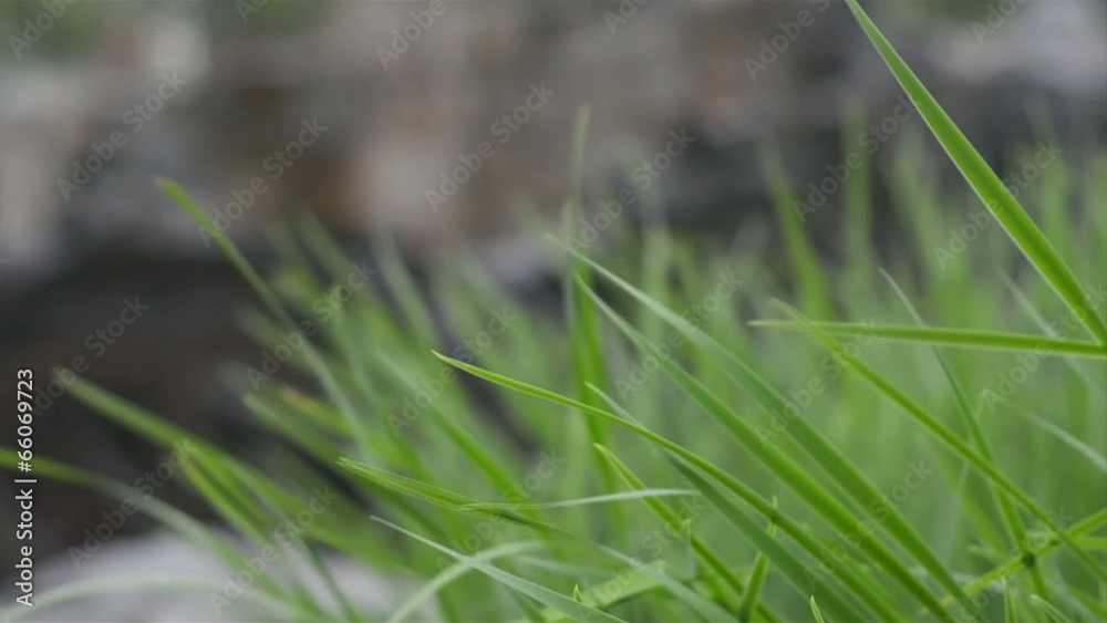 Reeds after rain Reeds after rain