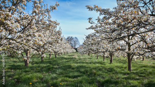 rows of blossoming cherry trees