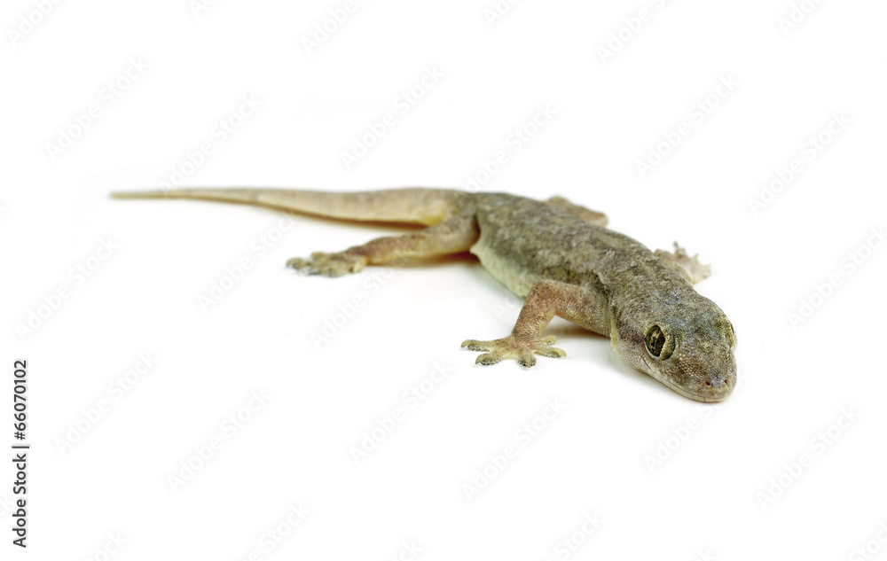 Naklejka premium Gecko