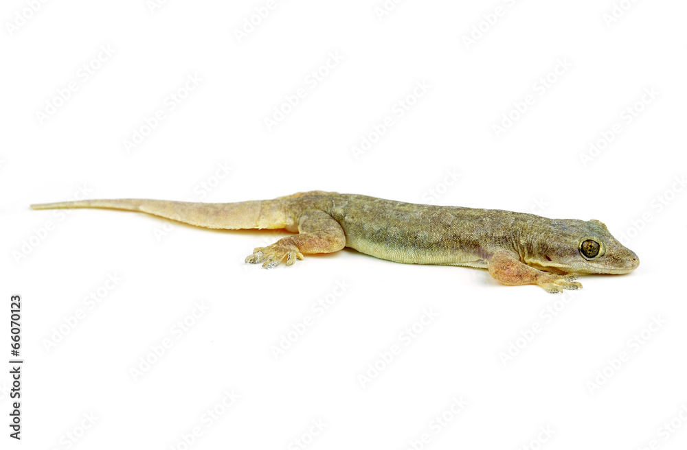 Naklejka premium Gecko