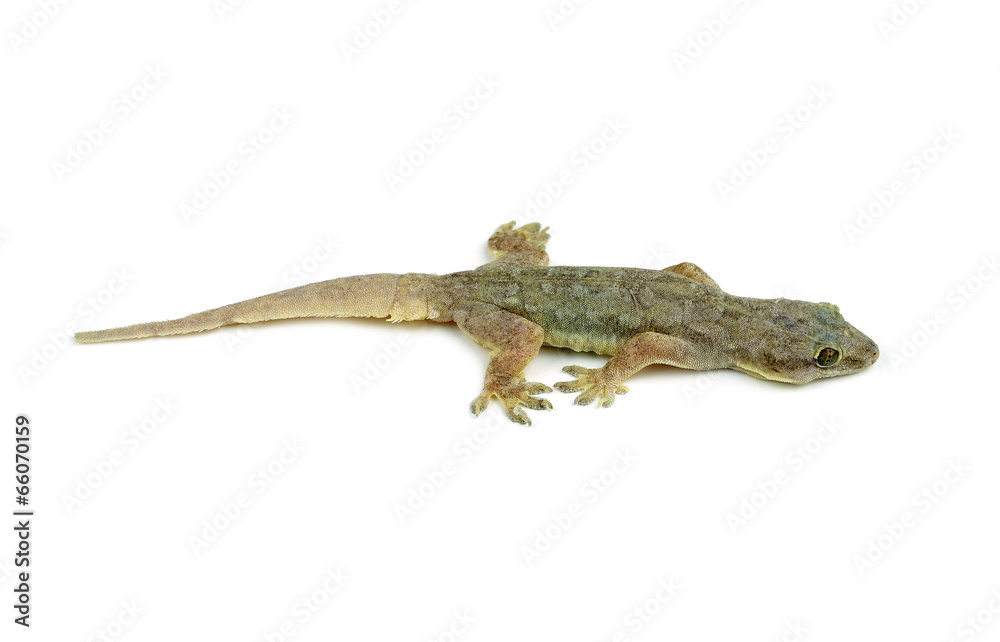 Gecko Gecko