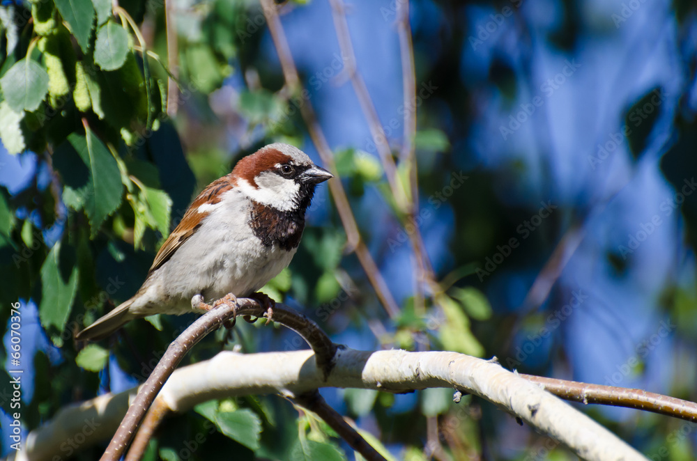 Fototapeta premium Male House Sparrow Perched on a Branch