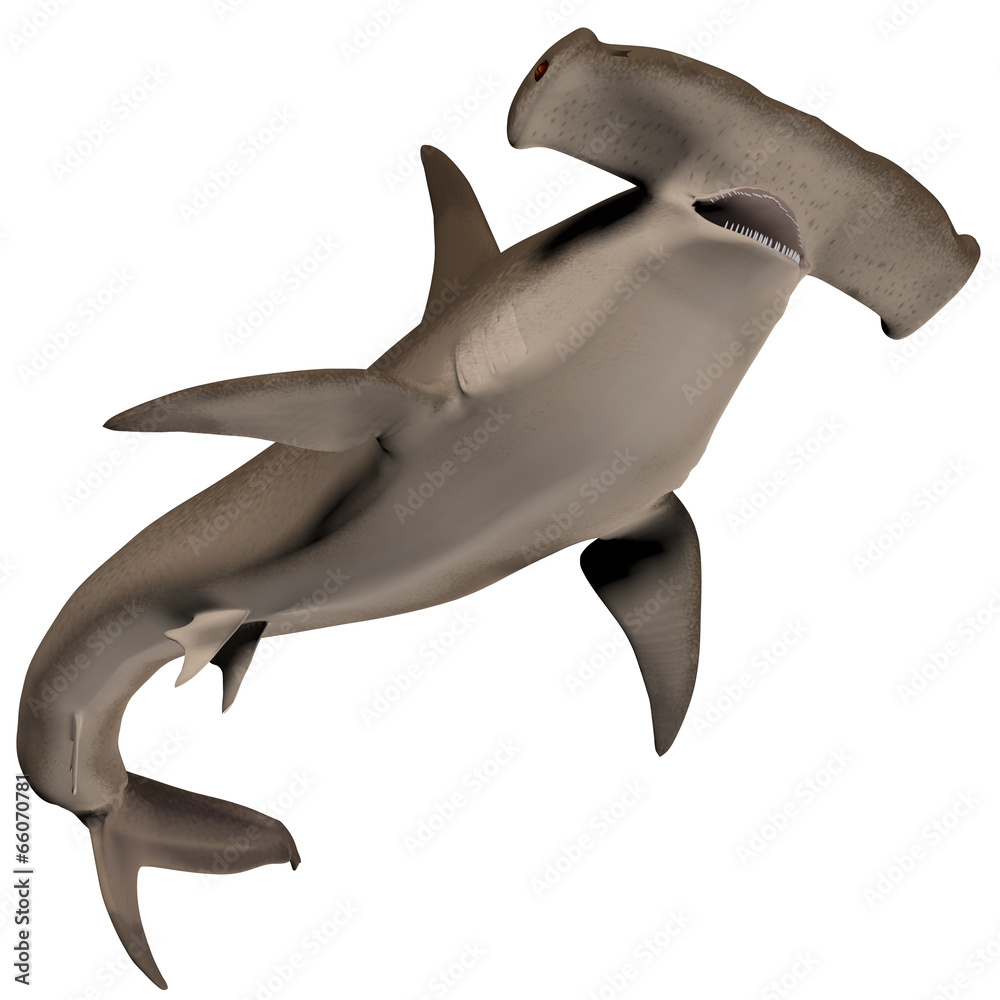 Hammerhead Shark - obrazy, fototapety, plakaty 