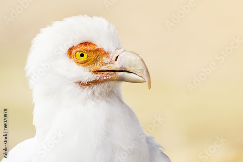 Palm-nut Vulture portrait (Gypohierax angolensis)