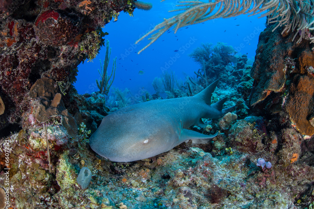 Fototapeta premium Nurse Shark 1