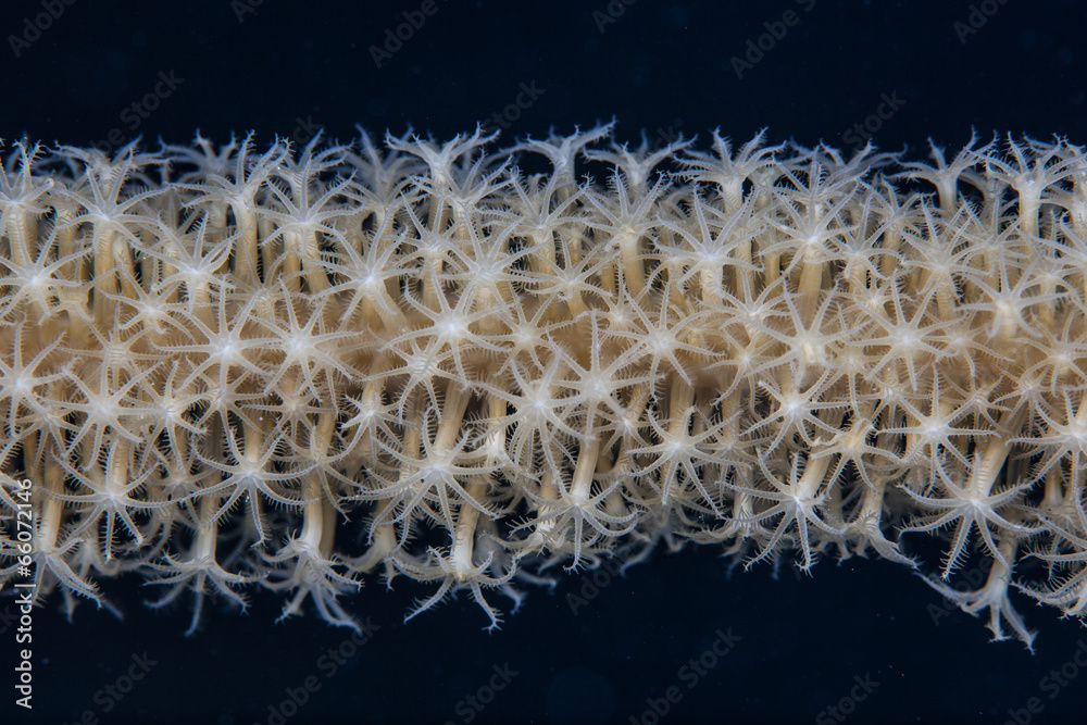 Fototapeta premium Soft Coral Polyps