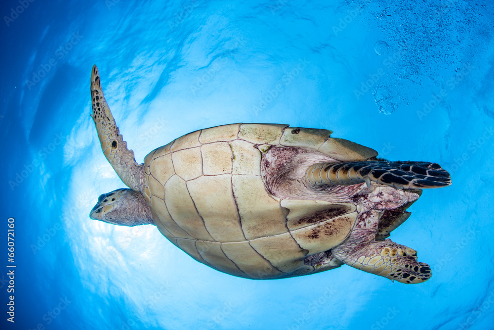 Naklejka premium Hawksbill Turtle and Sun