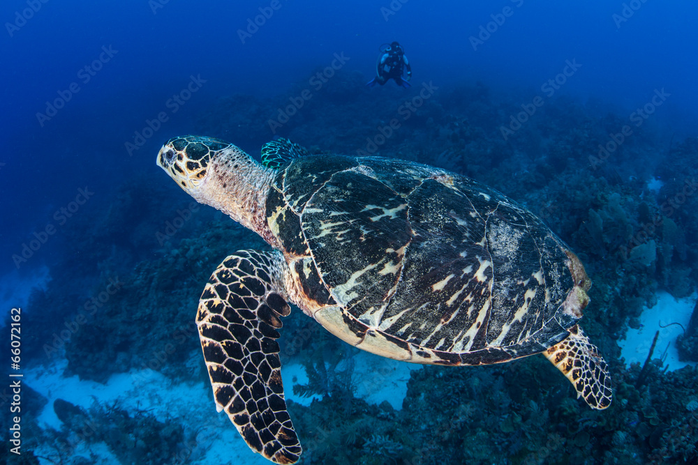 Fototapeta premium Hawksbill Turtle 4