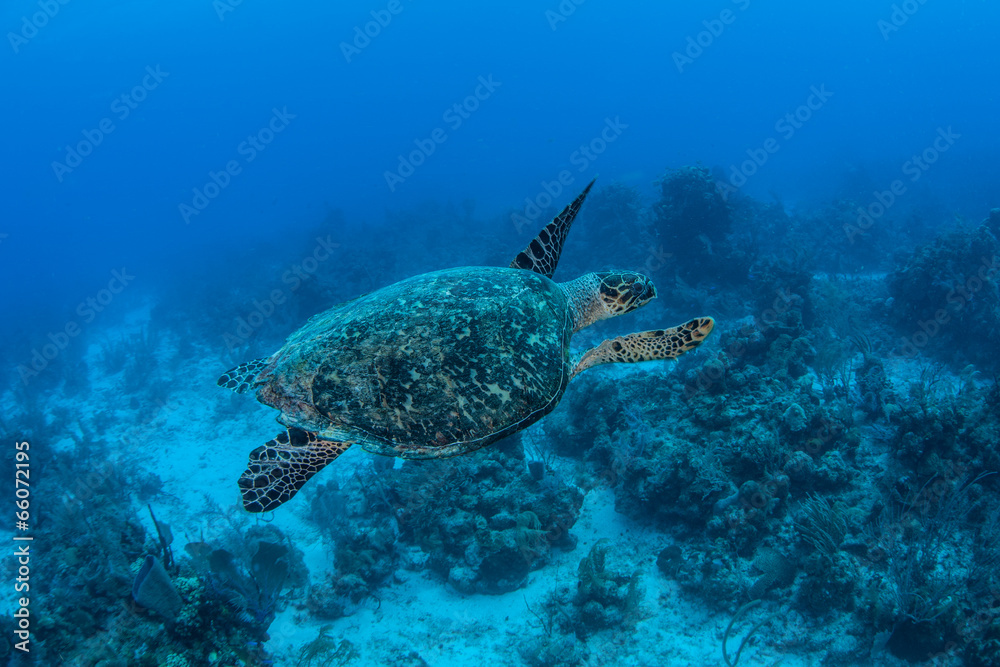 Fototapeta premium Hawksbill Turtle 3