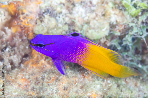 Fototapeta Naklejka Na Ścianę i Meble -  Fairy Basslet