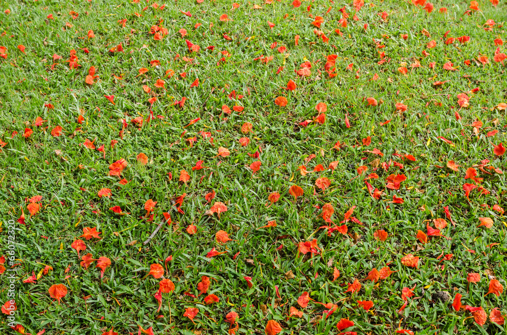 Red flower on grass