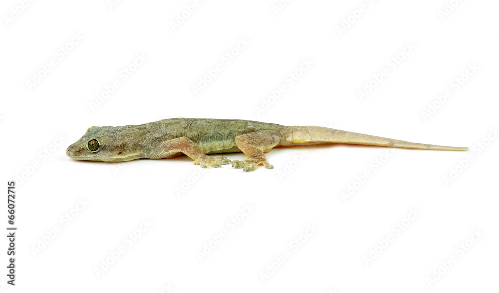 Fototapeta premium Gecko on white background