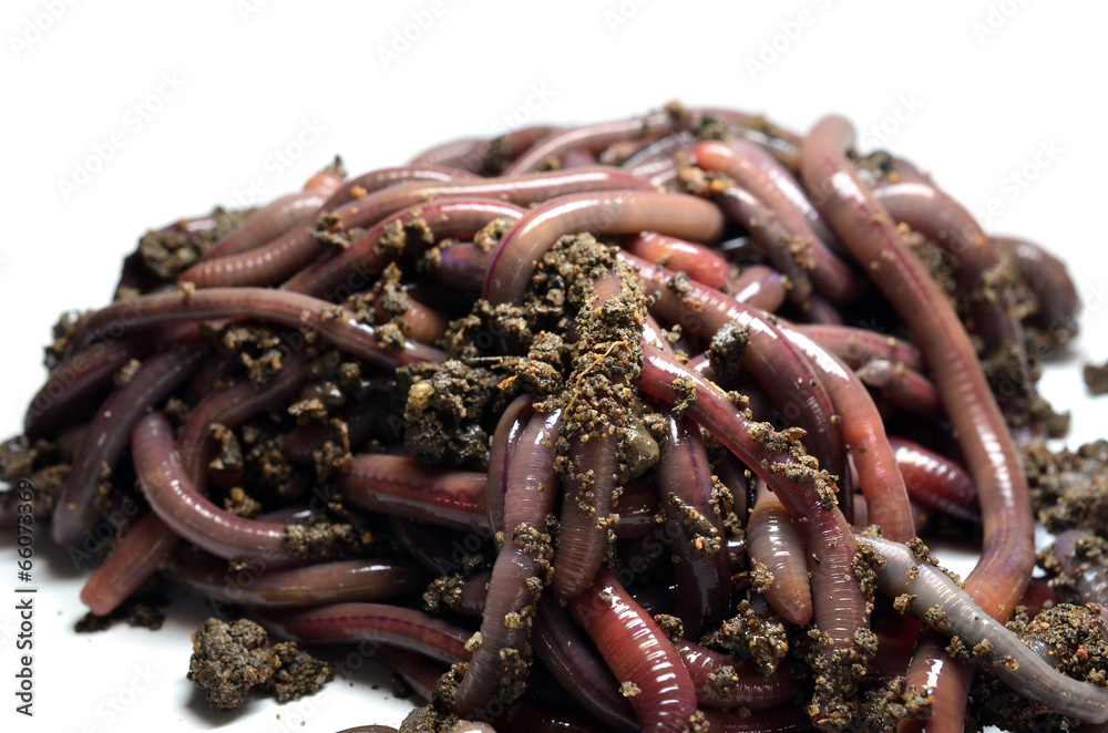 Canadian Nightcrawlers - fishing worms to the ground Stock Photo