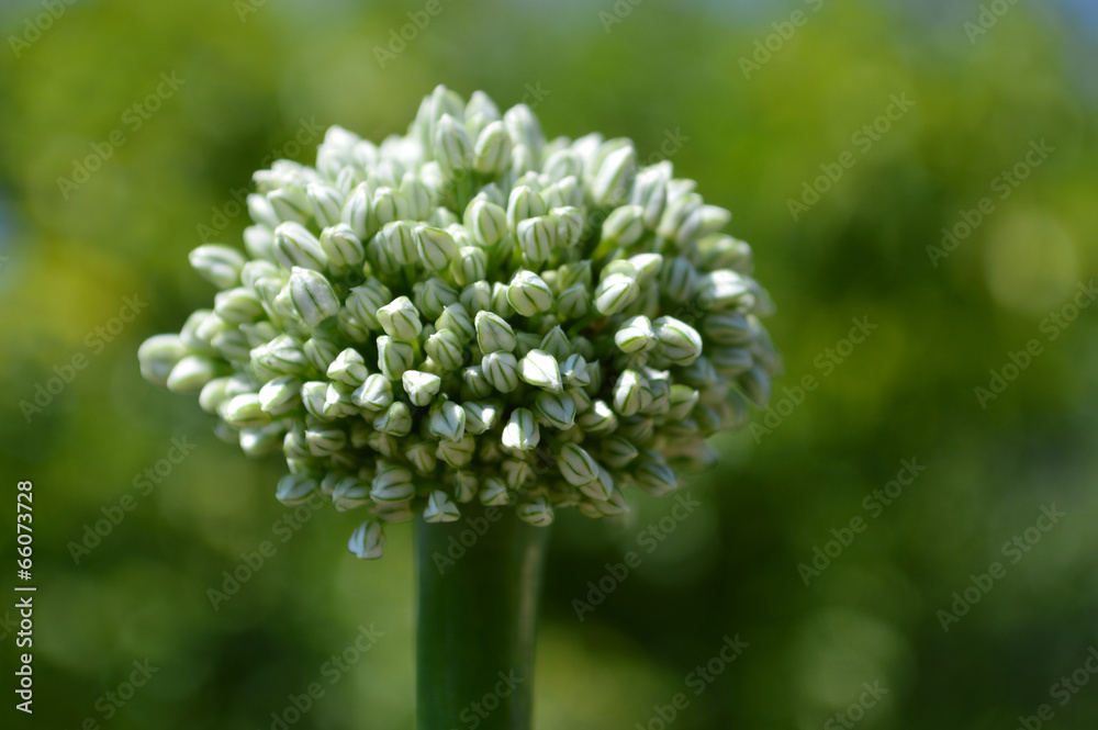 Flower onions. Close-up front view Flower onions. Close-up front view