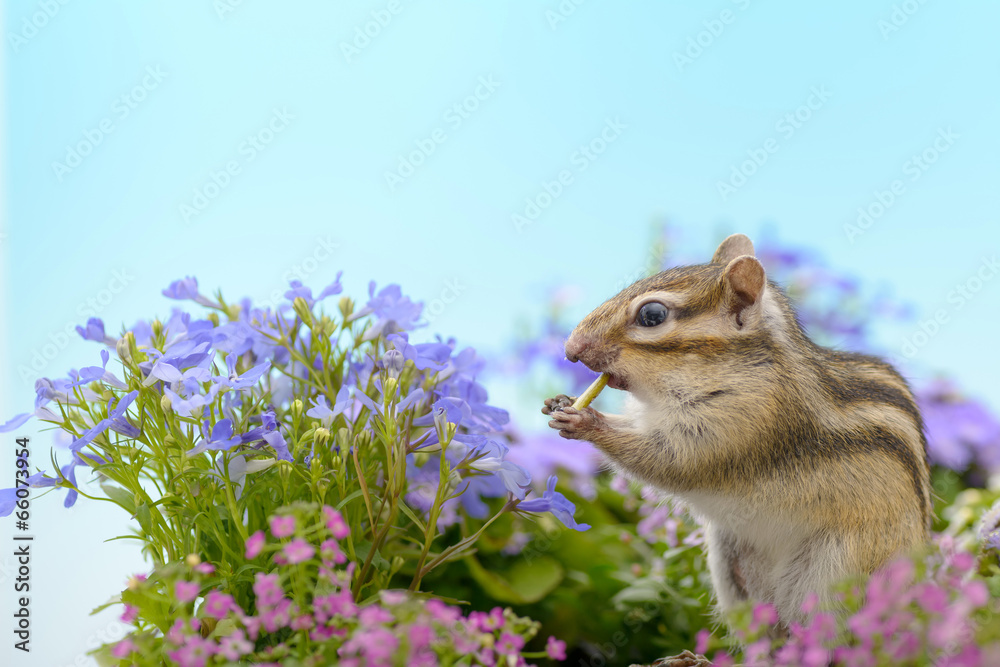 花畑でかぼちゃの種を食べるシマリス Stock Photo Adobe Stock