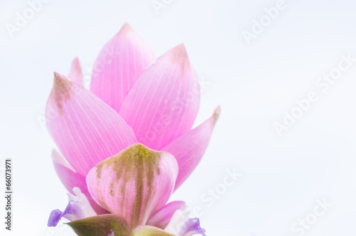 Curcuma alismatifolia or Siam tulip or Summer tulip © sweetcrisis