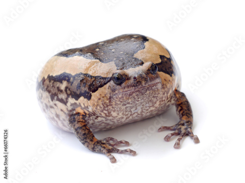 bullfrog isolate on white background