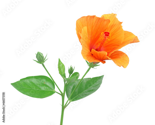 hibiscus flower isolated on a pure white background