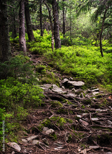 Mysterious forest path photo