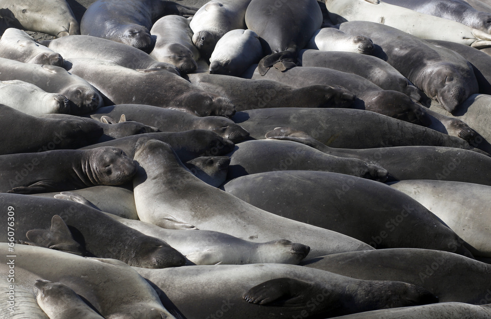 Fototapeta premium Elephant Seals, California Coast