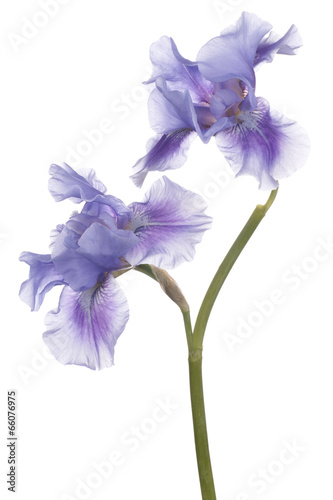 Fototapeta Naklejka Na Ścianę i Meble -  iris