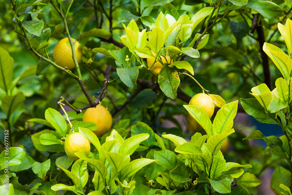 Lemon on the tree.  Organic lemons on tree