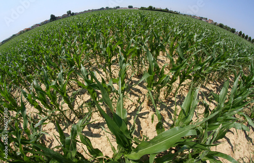 huge cornfield photographed with fisheye lens