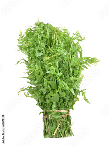 Vegetable fern
