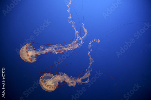 Jellyfish photo