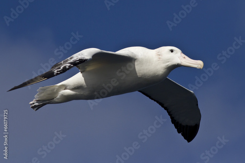 wandering albatross on a background of  sky